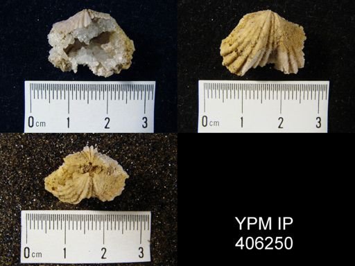 Platystrophia laticosta