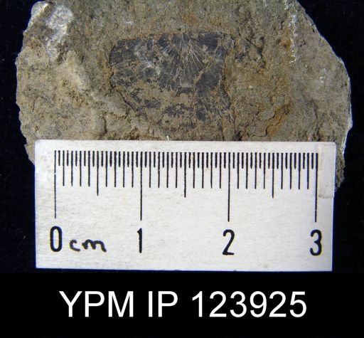 Stropheodonta patersoni precedens