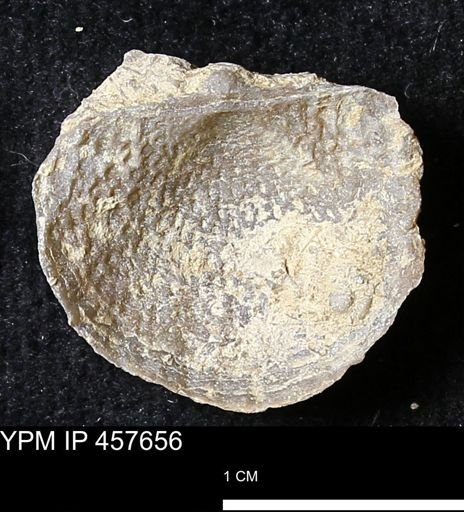 Helaspis sp.