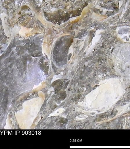 undet. Mollusca
