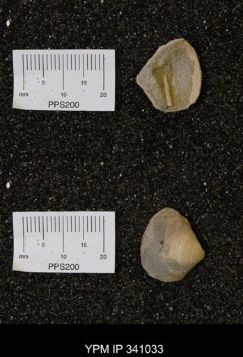 Corbicula sp.