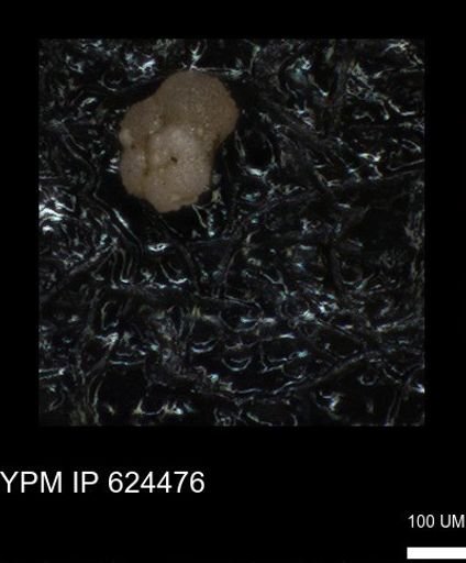 undet. Foraminiferida