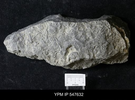 Tentaculites sp.