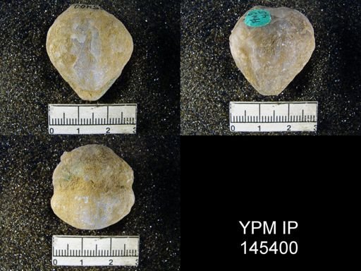 Spirigerella grandis