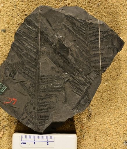 Pecopteris arborescens