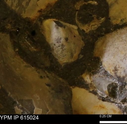 Inoceramus sp.