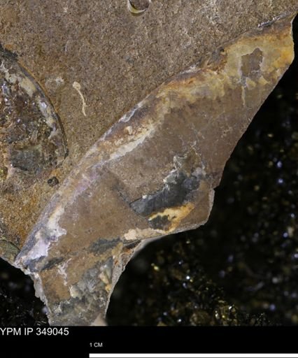 undet. Mollusca