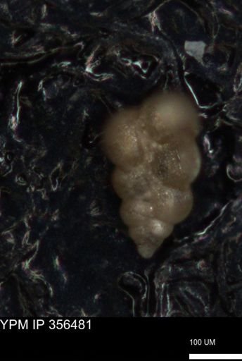 undet. Foraminiferida