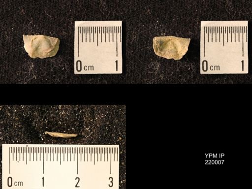 Chonetes sp.