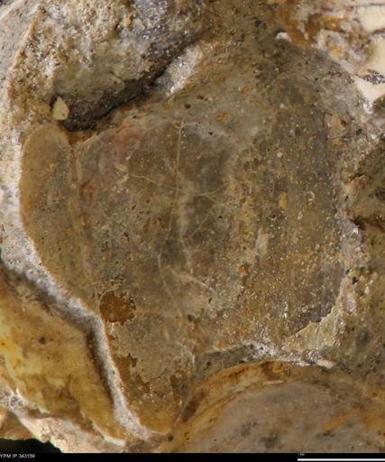 undet. Bivalvia