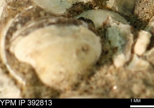 undet. Bivalvia