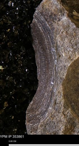 undet. Bivalvia