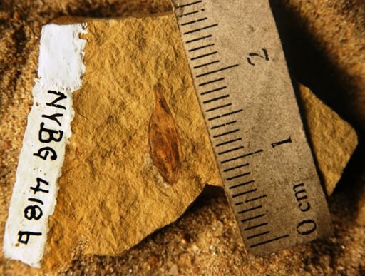 Eucommia montana