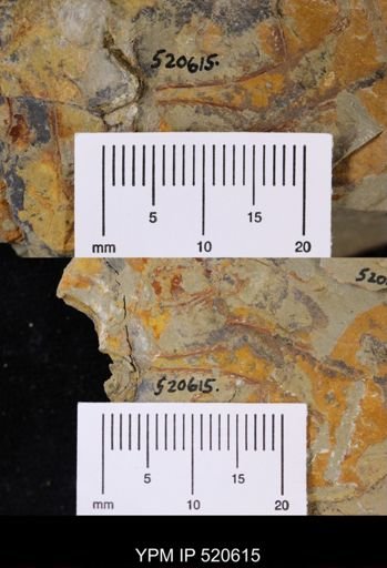undet. Graptolithina