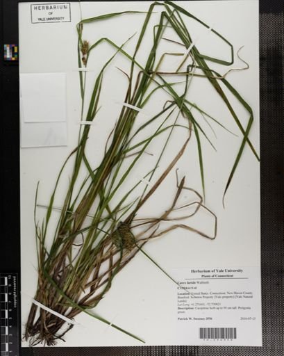 Carex lurida