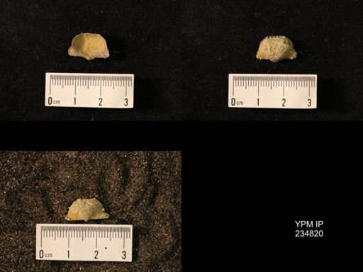 Marginifera wabashensis var. armata