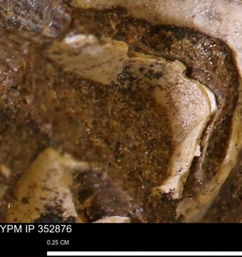 undet. Mollusca
