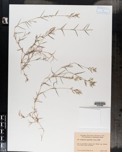 Eragrostis hypnoides
