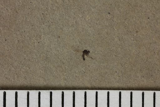 taxon undetermined