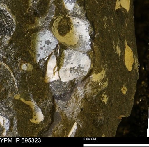 Protocardia sp.