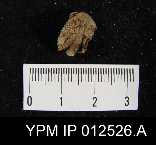 Pugnoides pinguis