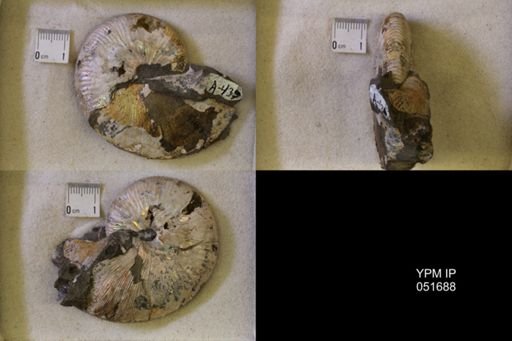 Hoploscaphites nicolletii