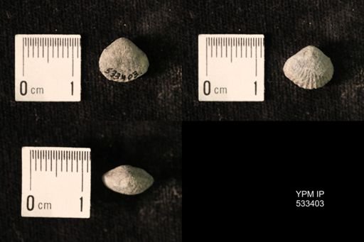 Rhynchotrema janeum