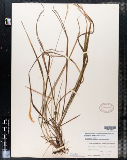 Oryzopsis asperifolia