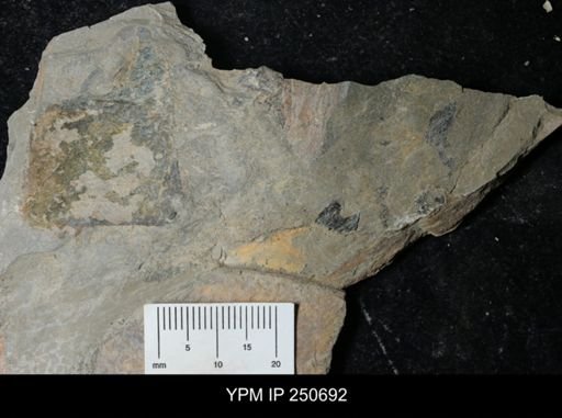 undet. Carcinosomatidae