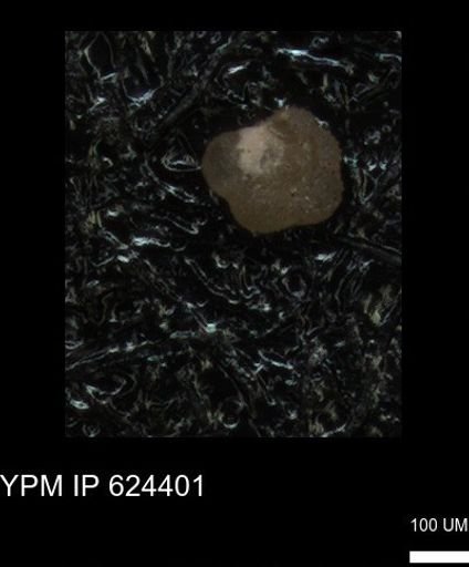 undet. Foraminiferida