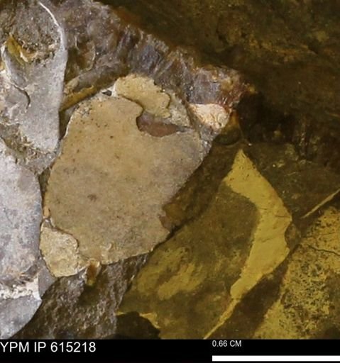 Baculites sp.