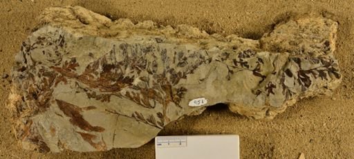 Triphyllopteris rarinervis