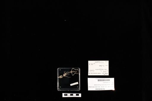 Uta stansburiana