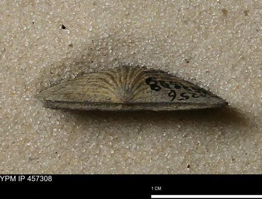 Stropheodonta erratica fissicosta