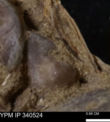Ostrea glabra