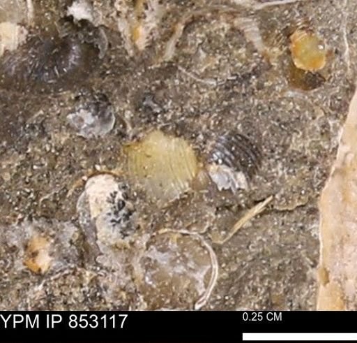Limopsis striatopunctatus