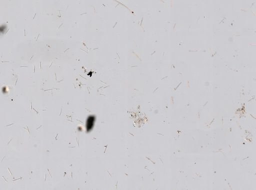 Stromatospongia micronesica