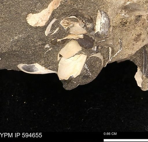 Protocardia sp.