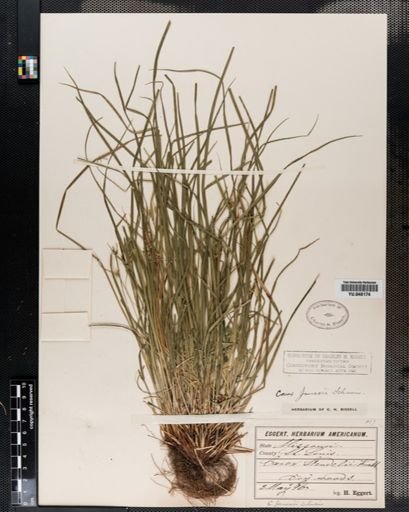 Carex jamesii