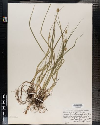 Carex cephalophora