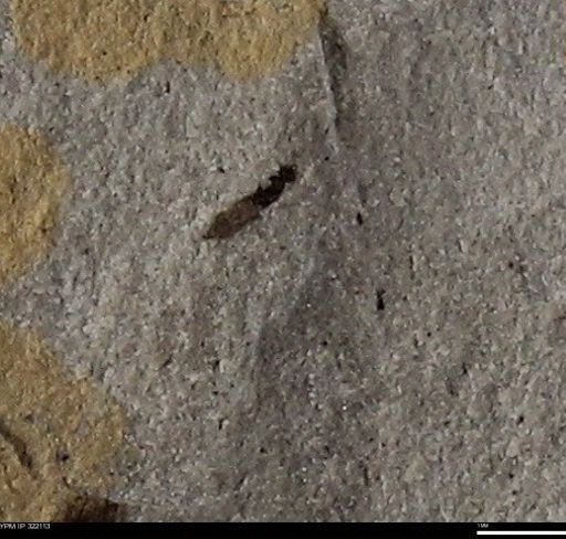 undet. Insecta