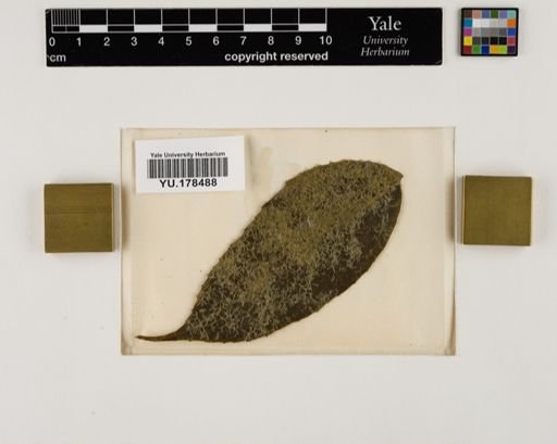 Plantae