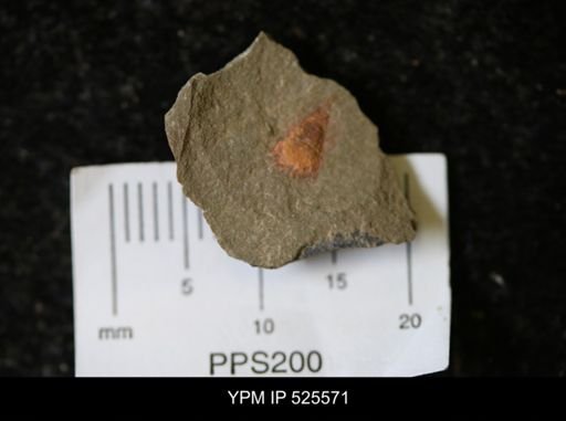 undet. Synziphosurina