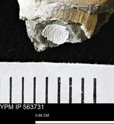 Limopsis striatopunctatus