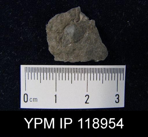 Anoplotheca hemispherica