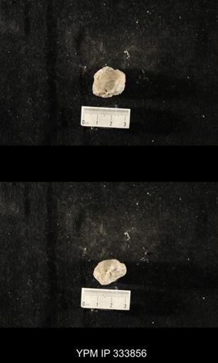 Echinoconchus punctatus