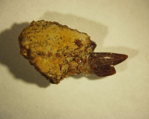 Protictis paralus