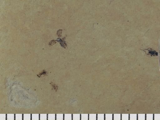 Coleoptera?