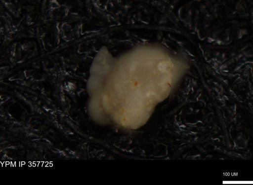 undet. Foraminiferida