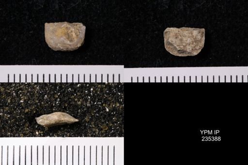 Eolissochonetes keyesi